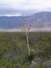 Trinity Test Site, Chihuahuan Desert