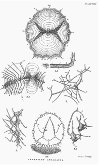 Figure 3: Cementing apparatus/ovarian system of barnacle. Darwin, Monograph (2: plate 28)