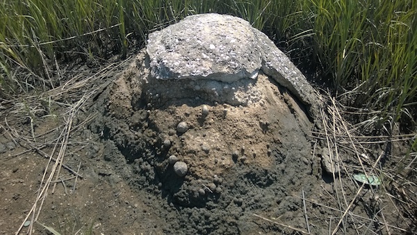 Figure 15: Beverly Buchanan, Marsh Ruins today, concrete and tabby, 1981.