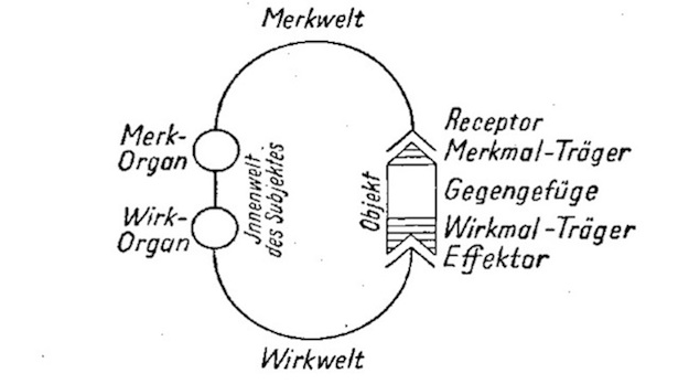 Figure 2: Functional cycle of the living being.